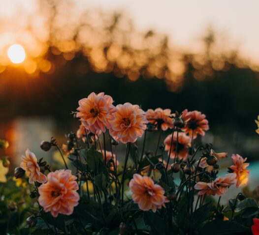 Rosa blommor blommar i förgrunden medan solen går ner i bakgrunden.
