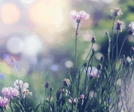 Vilda blommor som blommar i en dimmig grön miljö.